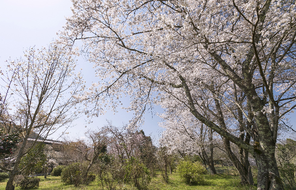 庭園の風情 桜