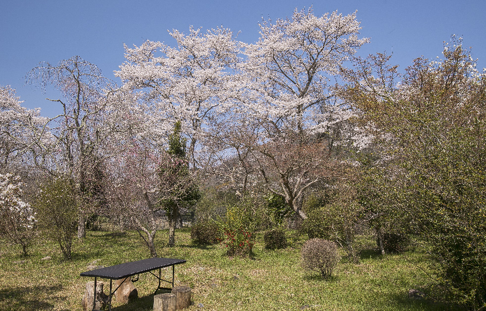 庭園の風情 桜